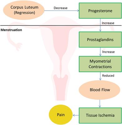 nursing journal articles about dysmenorrhea